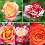 CUT FLOWER COLLECTION 5 ROSES - Garden Express