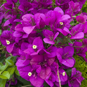 BOUGAINVILLEA PURPLE CASCADE - Garden Express