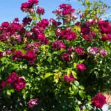 Rose Burgundy Iceberg (pbr) Rose Burgundy Iceberg (pbr)