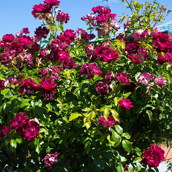 Rose Burgundy Iceberg (pbr)