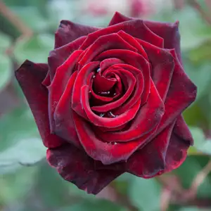 Rose Black Beauty 99