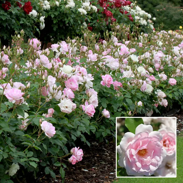 Rose Blushing Pink Iceberg (pbr)