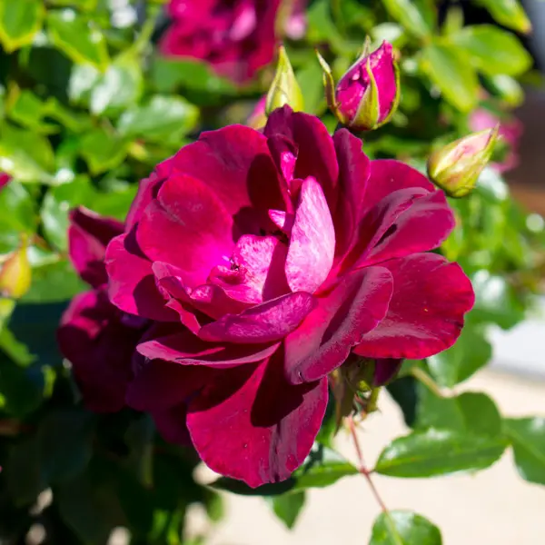 Rose Burgundy Iceberg (pbr)