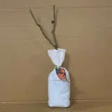 Rose Harry Wheatcroft Rose Harry Wheatcroft