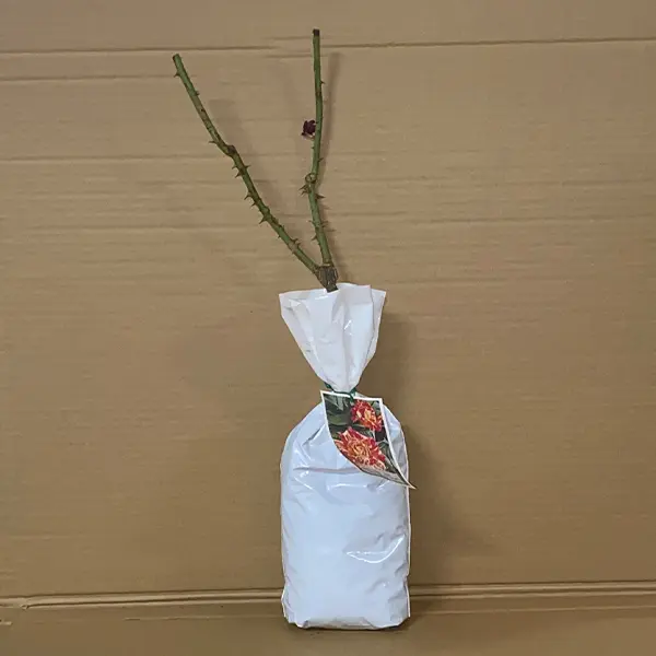 Rose Harry Wheatcroft