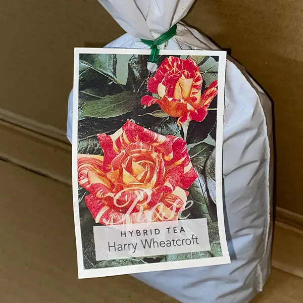 Rose Harry Wheatcroft