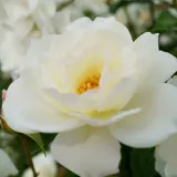 Rose Iceberg Rosfice - Garden Express Australia