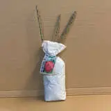 Rose Mister Lincoln Rose Mister Lincoln