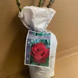 Rose Mister Lincoln Rose Mister Lincoln