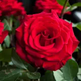 Rose Mr Lincoln 2025 Roshmli - Garden Express Australia