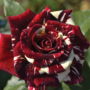 Rose Abracadabra Garden Express