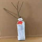 Rose Mainaufeuer Rose Mainaufeuer