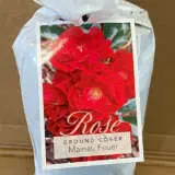 Rose Mainaufeuer Rose Mainaufeuer