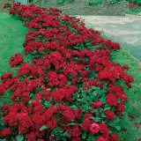 Mainaufeur 2019 Rosgmai - Garden Express Australia