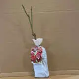 Rose Burgundy Iceberg (pbr) Rose Burgundy Iceberg (pbr)