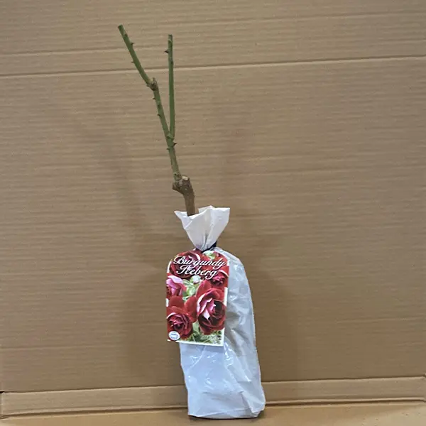 Rose Burgundy Iceberg (pbr)