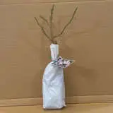 Rose Blushing Pink Iceberg (pbr) Rose Blushing Pink Iceberg (pbr)