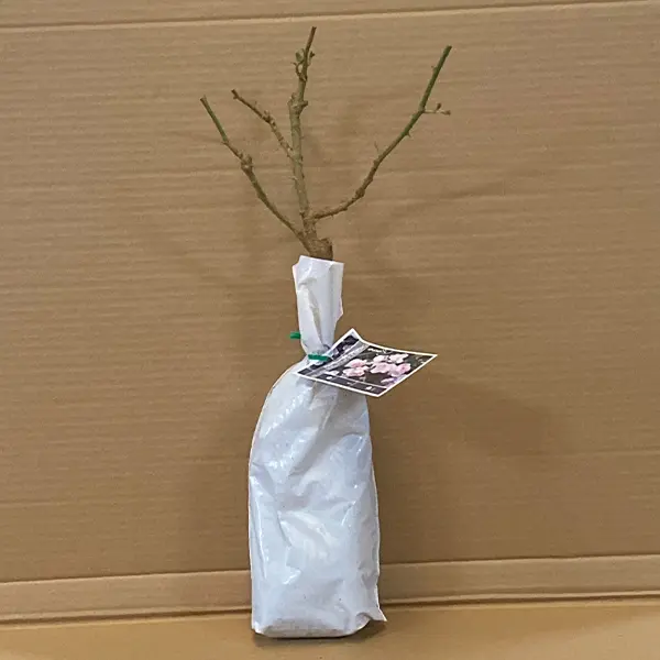 Rose Blushing Pink Iceberg (pbr)