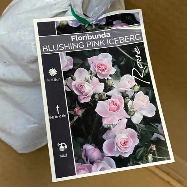 Rose Blushing Pink Iceberg (pbr)