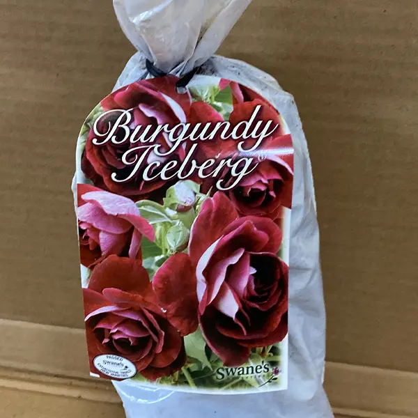 Rose Burgundy Iceberg (pbr)