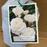 Rose Iceberg Rose Iceberg