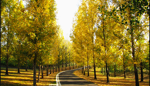 Yarra Valley Nursery - Garden Express Australia