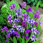 Spring Bulb Information Babiana - Garden Express Australia