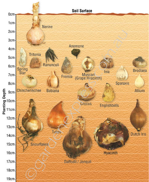 Bulb Planting Depth Chart