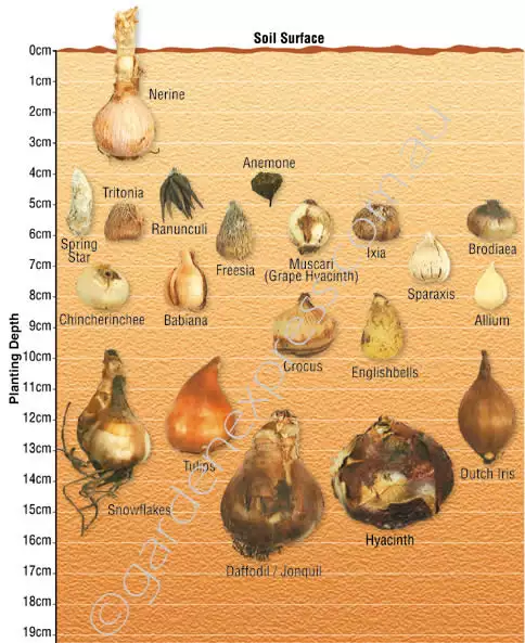 Bulb Identification & Planting Depth Guide Bulb Depth Image - Garden Express Australia