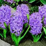 Spring Bulb Information Hyacinth Anna Lisa - Garden Express Australia