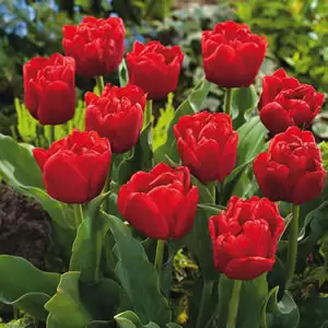 Tulip Growing Guide Tulip Largo 13 - Garden Express Australia