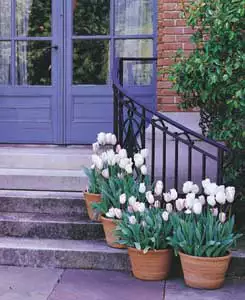 Growing Spring Bulbs In Pots Tulip White Pots In Doorway 300 - Garden Express Australia