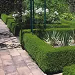 Growing Hedges & Care Guide Hedge Guide - Garden Express Australia