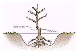 Rose Growing Guide Rose Planting - Garden Express Australia