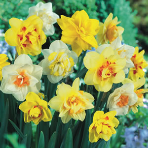 Daffodil Dble Mixed 13 - Garden Express Australia