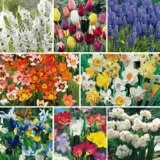 Spring Bulb Collections