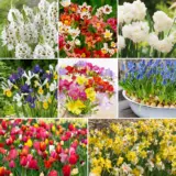 100 Days Of Colour Collection Colhdccol 2026 - Garden Express Australia