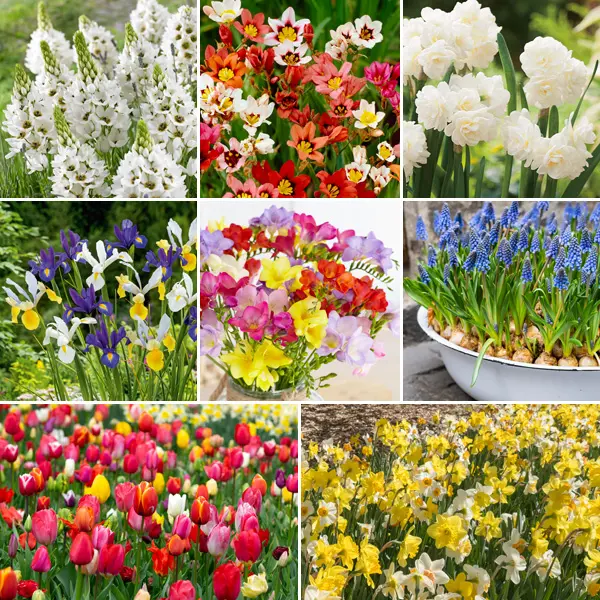 100 Days Of Colour Collection