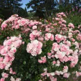 Rose Bonica Rose Bonica