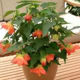 Abutilon Lucky Lantern Tangerine 14 - Garden Express Australia