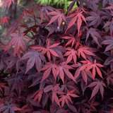 Acer Bloodgood