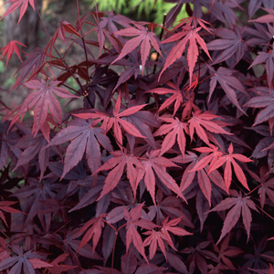 Acer Bloodgood
