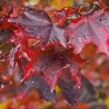 Acer Crimson Sentry 15 Dt 27560015 - Garden Express Australia