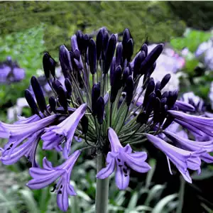 Agapanthus Black Pantha (Pbr) 75mm