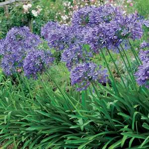 Agapanthus Tall Blue