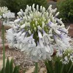 Top 10 Shade-loving Plants Agapanthus Cloudy Days 12 01 - Garden Express Australia