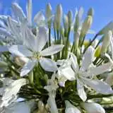 Agapanthus Silver Baby 141 - Garden Express Australia