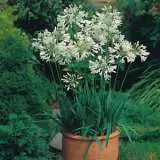Agapanthus Snowball - Garden Express Australia