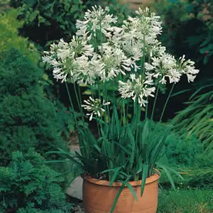 Agapanthus Dwarf White