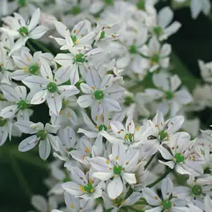 Allium Bridal Mist Growing Guide Allium Bridal Mist 13 - Garden Express Australia